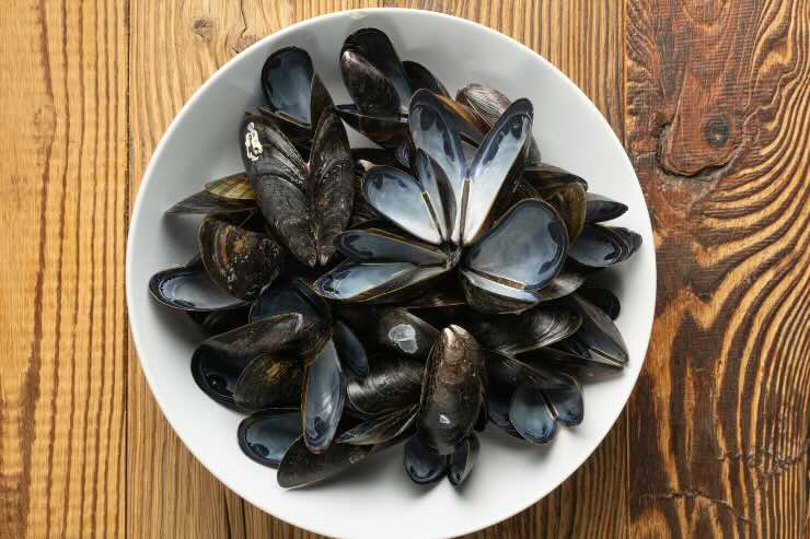 bidone gusci vongole e cozze