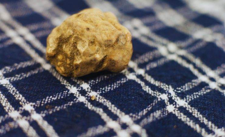 info della Fiera internazionale del Tartufo Bianco d'Alba